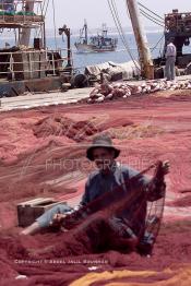 Image du Maroc Professionnelle de  Un ouvrier s'active à réparer les filets de pêche sur un des quais au port d'Agadir, ville située au sud du Maroc. Au fond un bateau de pêche chargé de poissons frais entre au port,  Vendredi 23 Août 2002. (Photo / Abdeljalil Bounhar)

